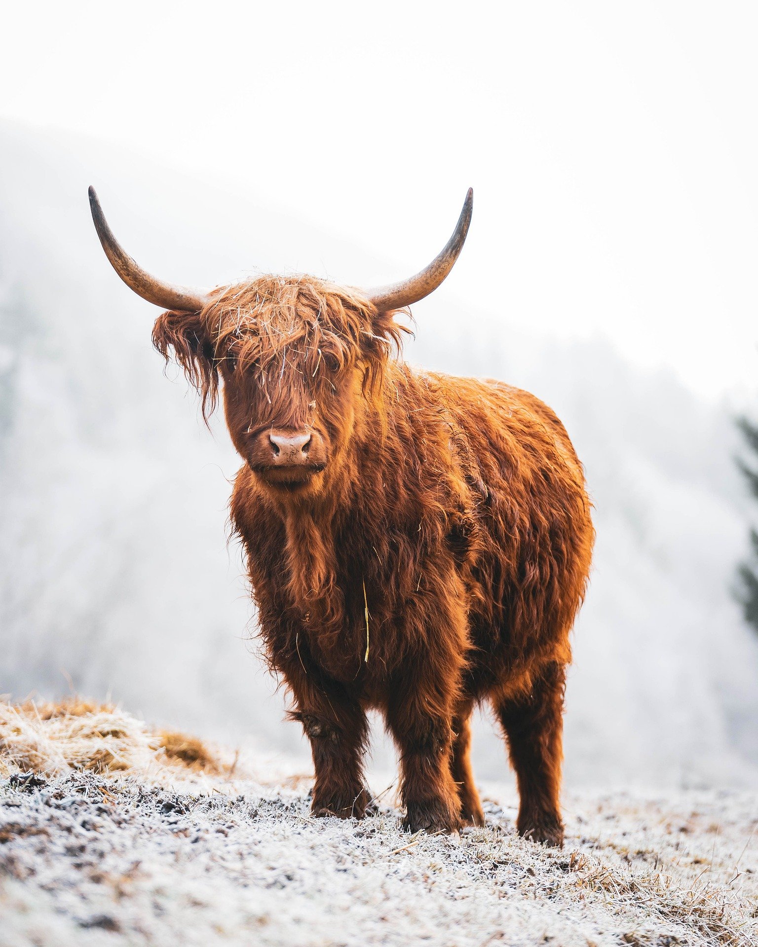 highland cattle